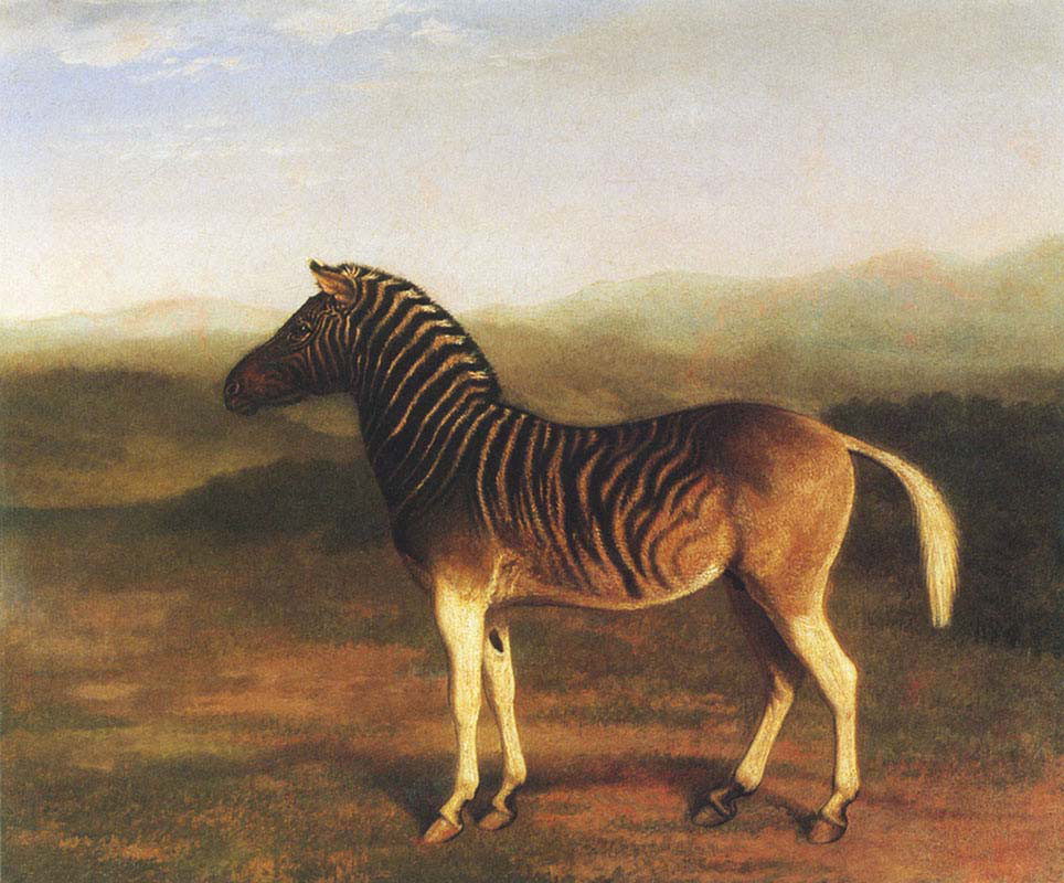 A Male Quagga 